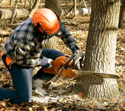 Tree Removal in Beaumont, KS